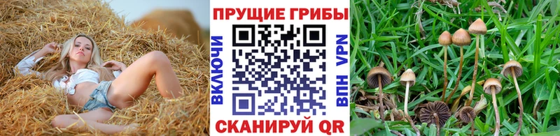 цены   Шахунья  МЕГА ссылки  Псилоцибиновые грибы GOLDEN TEACHER 